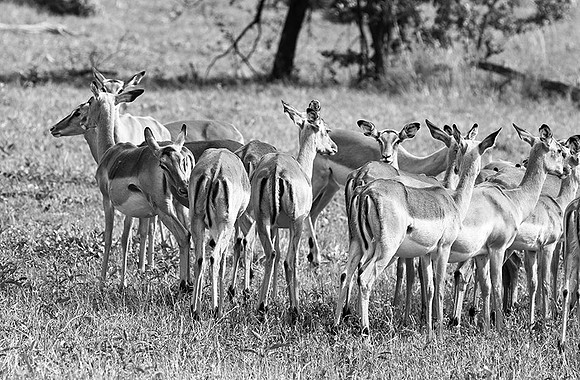Impalas - Sabi Sand
