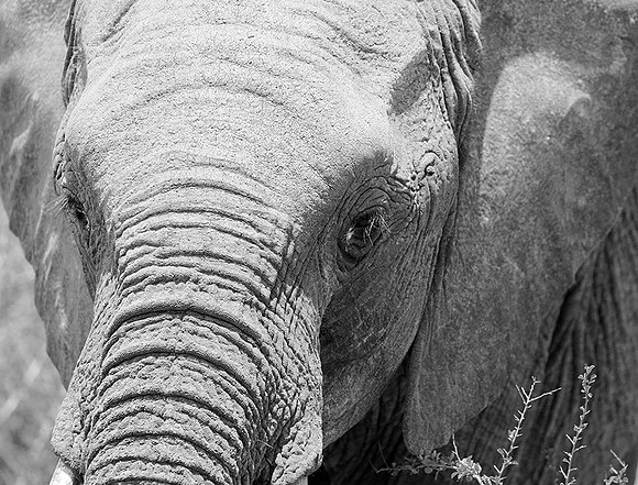 At Madikwe game reserve