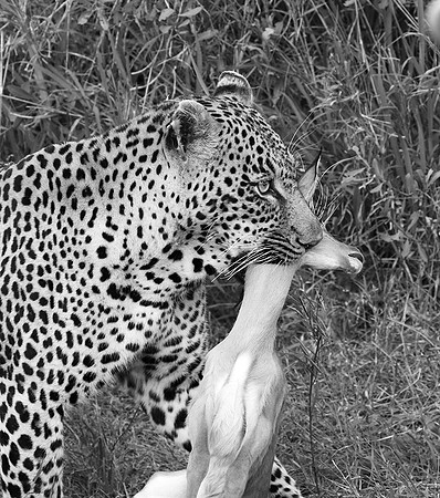 Leopard - Sabi Sand