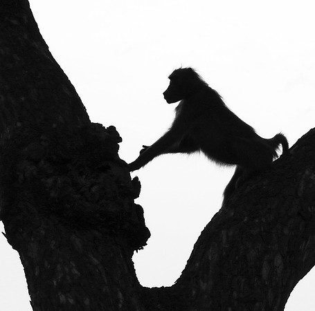 Baboons - Mala Mala