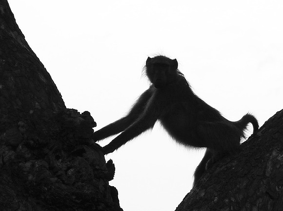 Baboons - Mala Mala