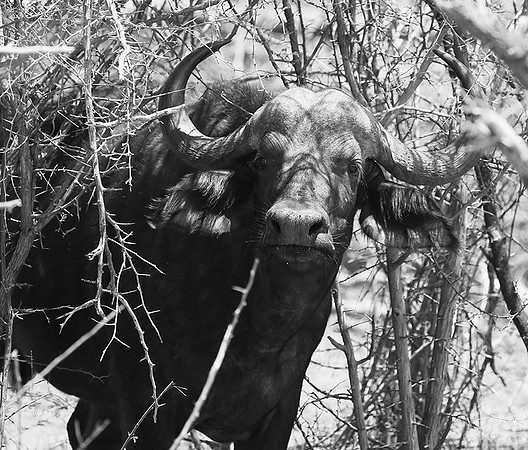 At Madikwe game reserve