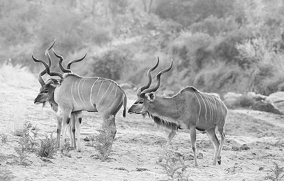 Kudu - Timbavati