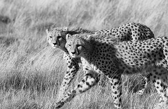 Londolozi Game Reserve