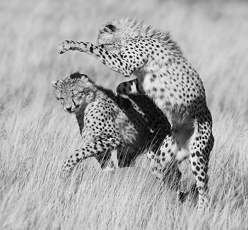 Londolozi Game Reserve