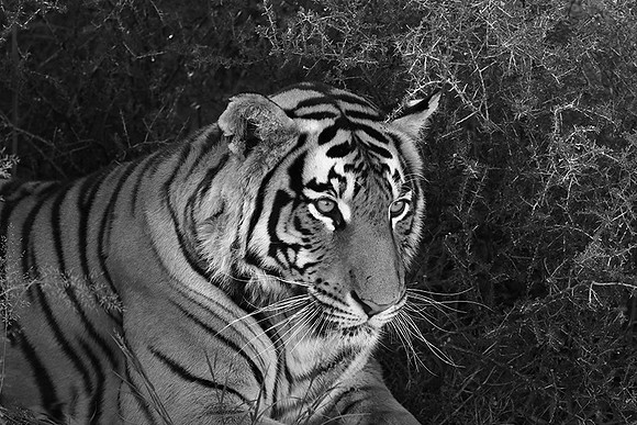 At Tiger Canyon (Karoo)