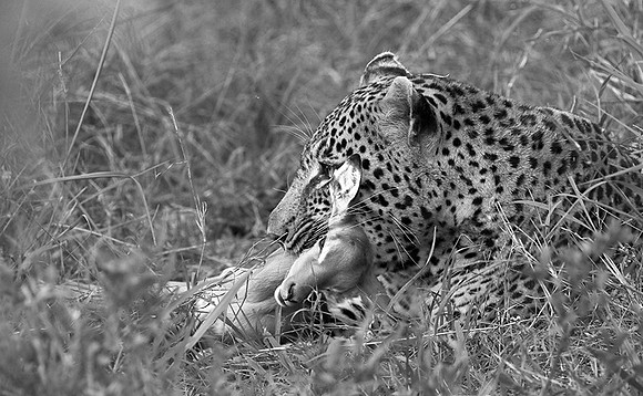 Leopard - Sabi Sand