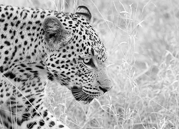 Leopard at Singita Lebombo