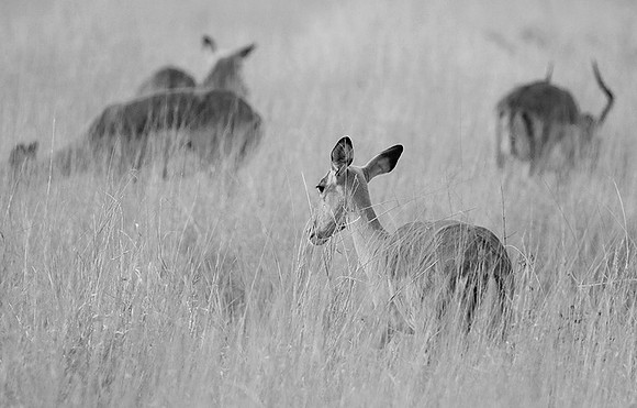 Impalas - Lebombo private concession