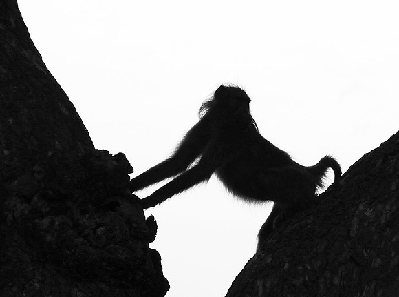 Baboons - Mala Mala
