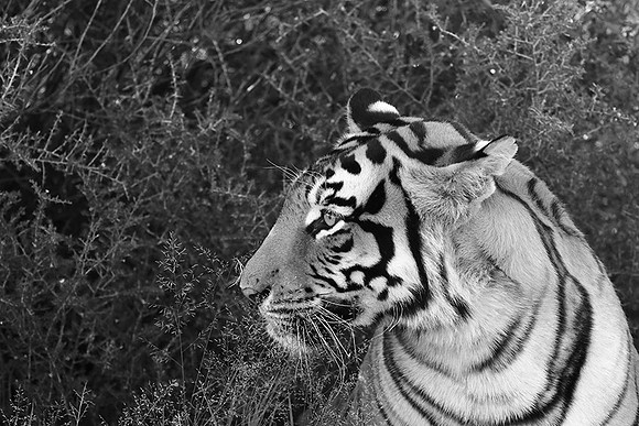 At Tiger Canyon (Karoo)