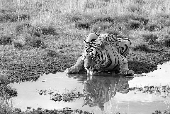 At Tiger Canyon (Karoo)