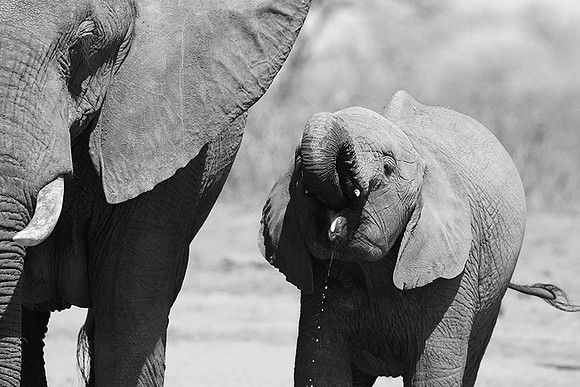 At Kruger NP