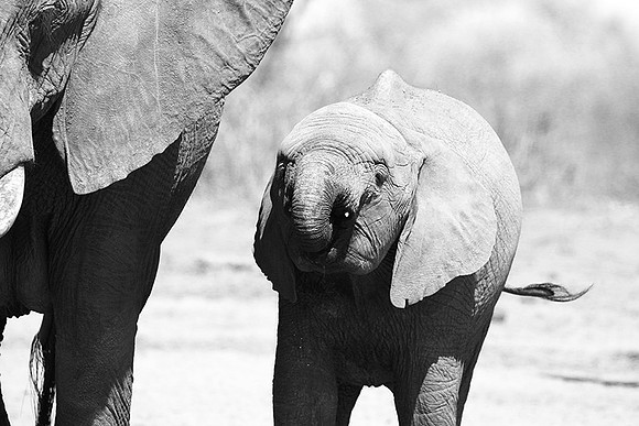 At Kruger NP