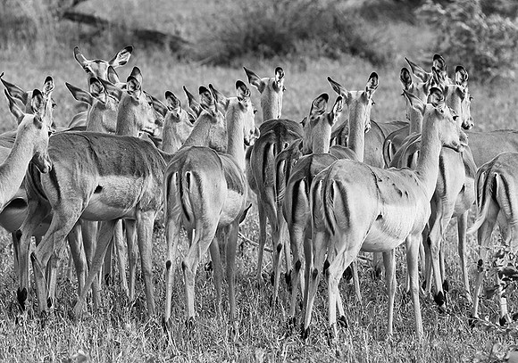 Impalas - Sabi Sand
