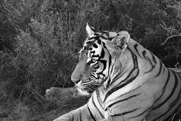 At Tiger Canyon (Karoo)