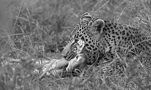 Leopard - Sabi Sand