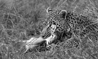 Leopard - Sabi Sand