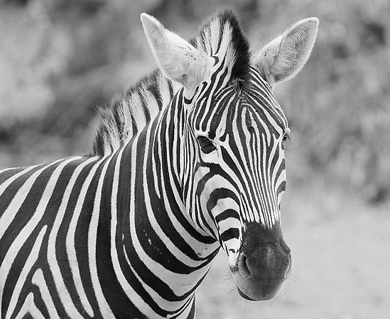 Burchel's zebra - Kruger NP -