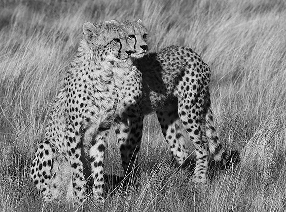 Londolozi Game Reserve