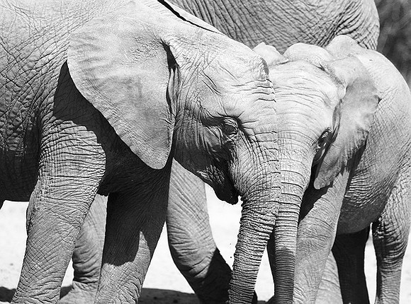 At Kruger NP