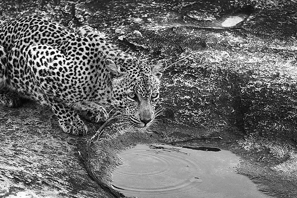 Malamala game reserve