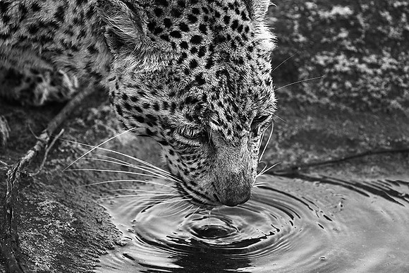 Malamala game reserve