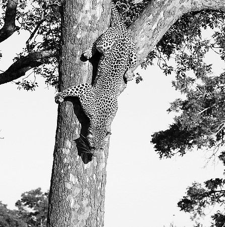 Malamala game reserve