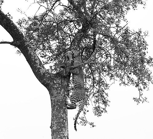 Leopard - Mala Mala
