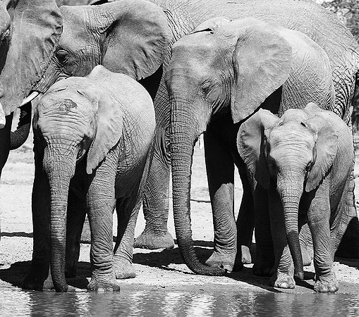 At Kruger NP