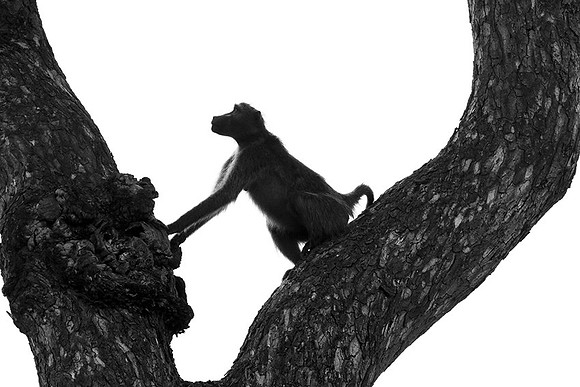 Baboons - Mala Mala