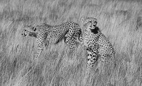 Londolozi Game Reserve