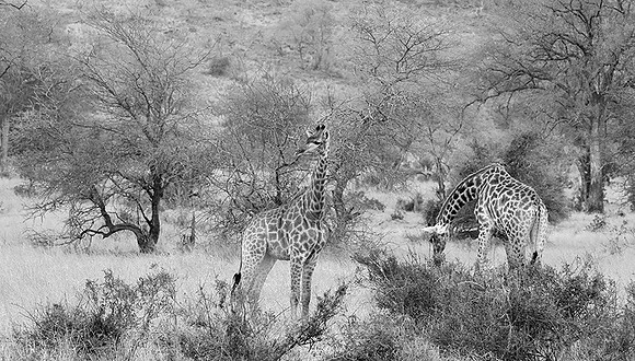 At Kruger NP
