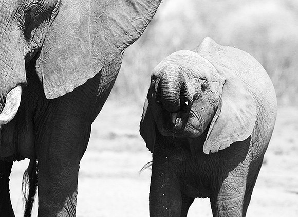 At Kruger NP