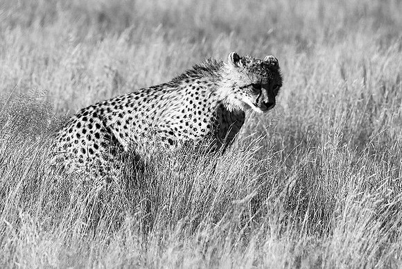 Londolozi Game Reserve