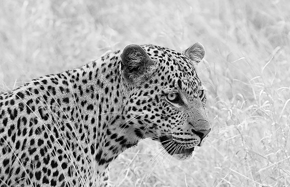 Leopard at Singita Lebombo