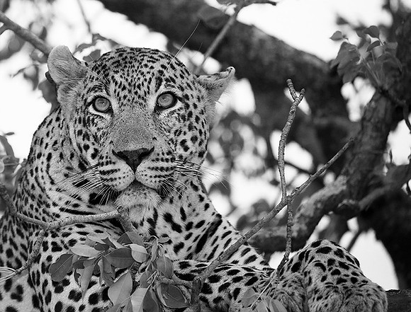 Leopard at Mala Mala game reserve