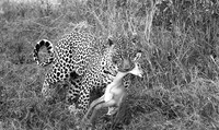 Leopard - Sabi Sand