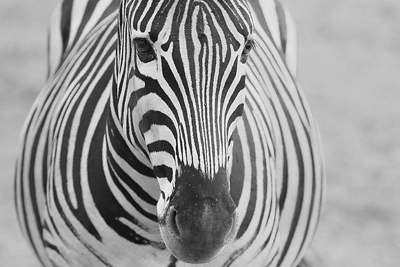Burchel's zebra - Kruger NP -