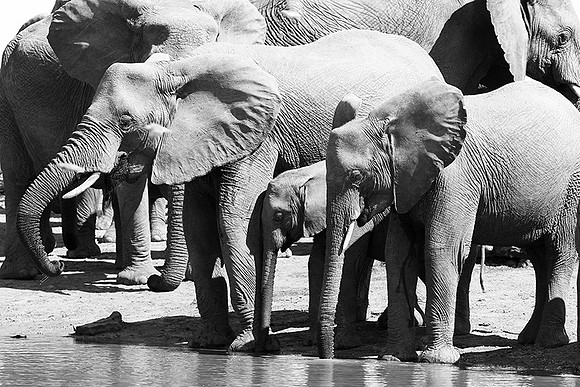 At Kruger NP