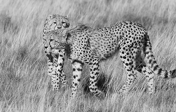 Londolozi Game Reserve