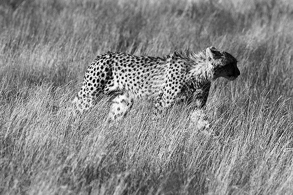 Londolozi Game Reserve
