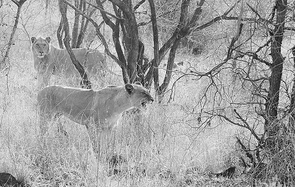 At Singita Lebombo