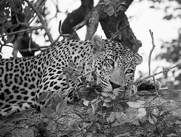 Leopard at Mala Mala game reserve