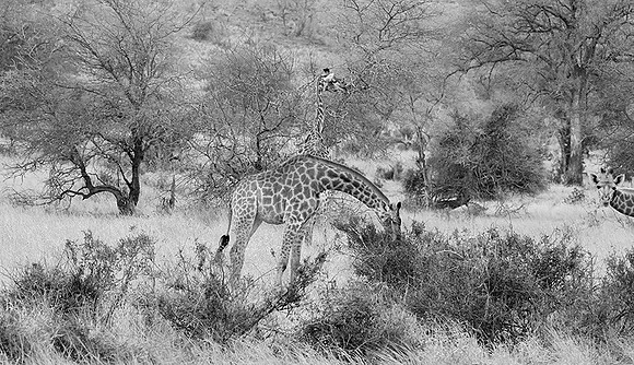 At Kruger NP
