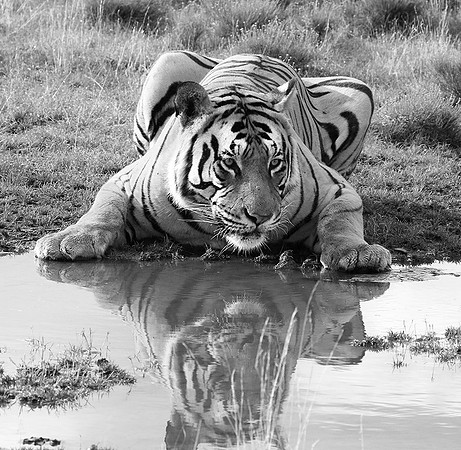 At Tiger Canyon (Karoo)