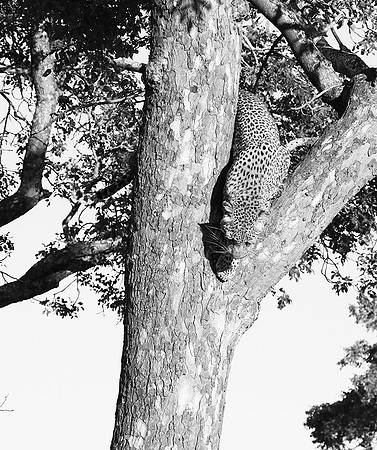 Malamala game reserve