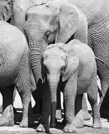 At Kruger NP