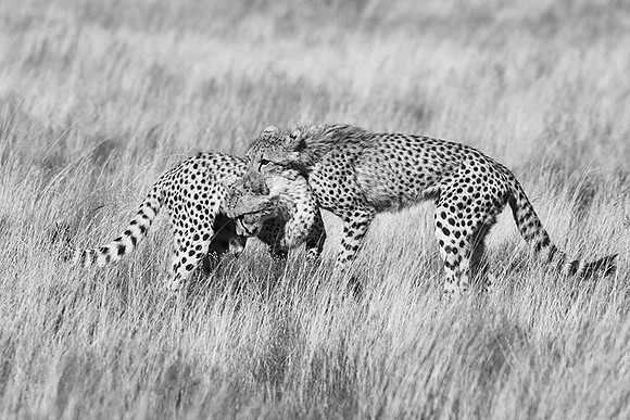 Londolozi Game Reserve