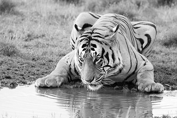 At Tiger Canyon (Karoo)